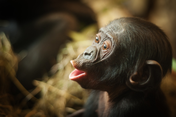 Screaming little orangutan Stock Photo
