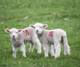 Sheep on the meadow Stock Photo