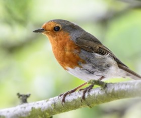 Small sparrow standing on branch Stock Photo