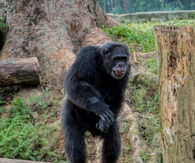 Standing gorillas Stock Photo