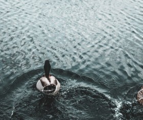 Swans swimming on ripple lake Stock Photo