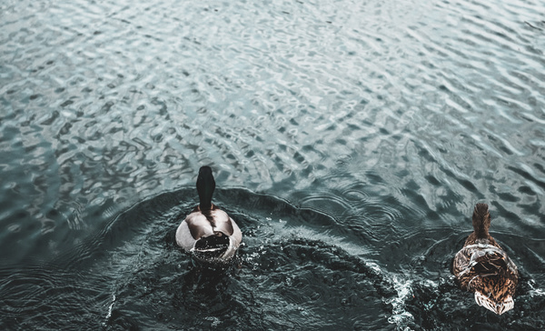 Swans swimming on ripple lake Stock Photo