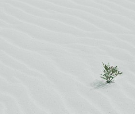 Tiny growing plant on deser Stock Photo