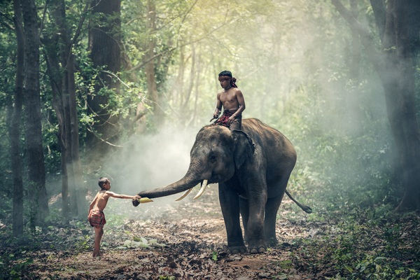Touch elephant kids Stock Photo