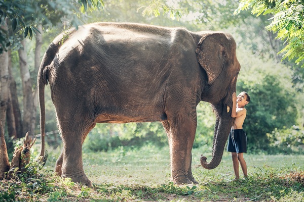 Touching the elephants child Stock Photo