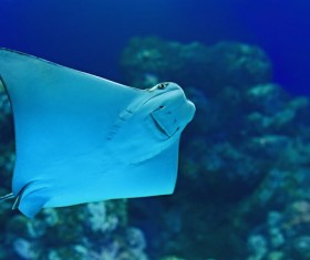 Underwater world batfish Stock Photo