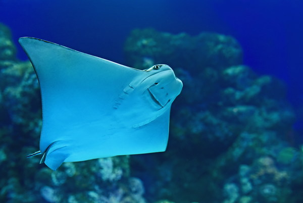 Underwater world batfish Stock Photo