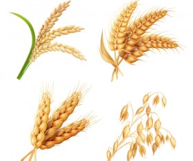 Wheat illustration vector