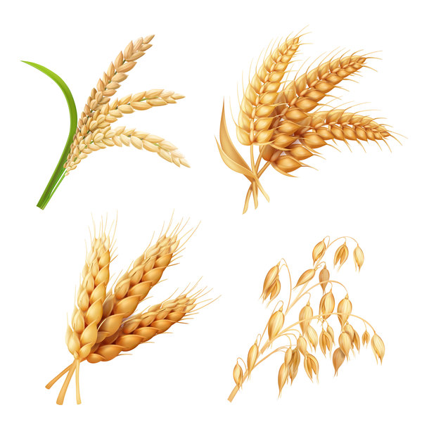 Wheat illustration vector