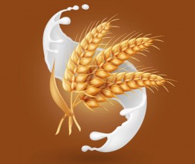 Wheat with milk splash vector