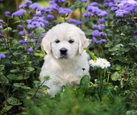 White dog in the flowers Stock Photo 01