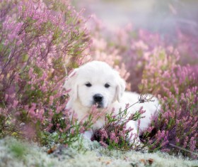 White dog in the flowers Stock Photo 02