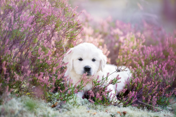 White dog in the flowers Stock Photo 02
