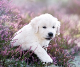 White dog in the flowers Stock Photo 03