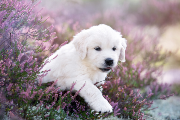 White dog in the flowers Stock Photo 03