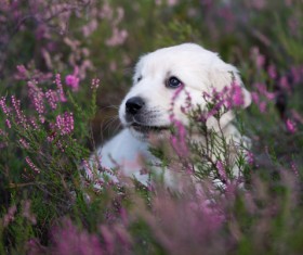 White dog in the flowers Stock Photo 04