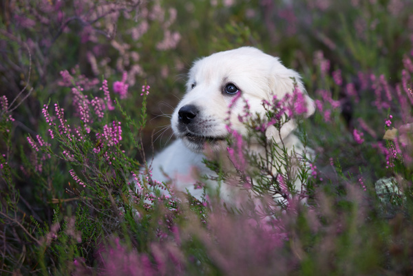 White dog in the flowers Stock Photo 04