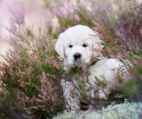 White dog in the flowers Stock Photo 05