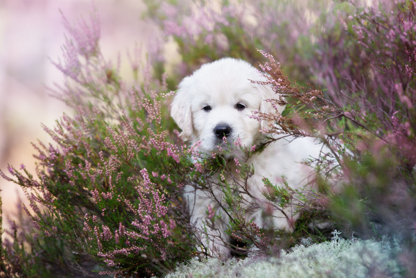White dog in the flowers Stock Photo 05