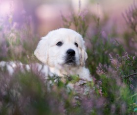 White dog in the flowers Stock Photo 06