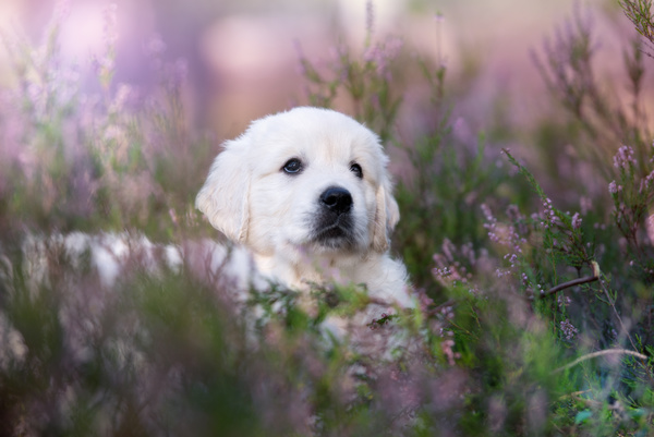 White dog in the flowers Stock Photo 06