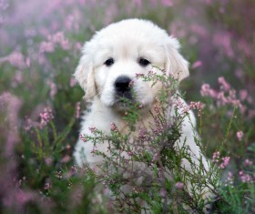 White dog in the flowers Stock Photo 07