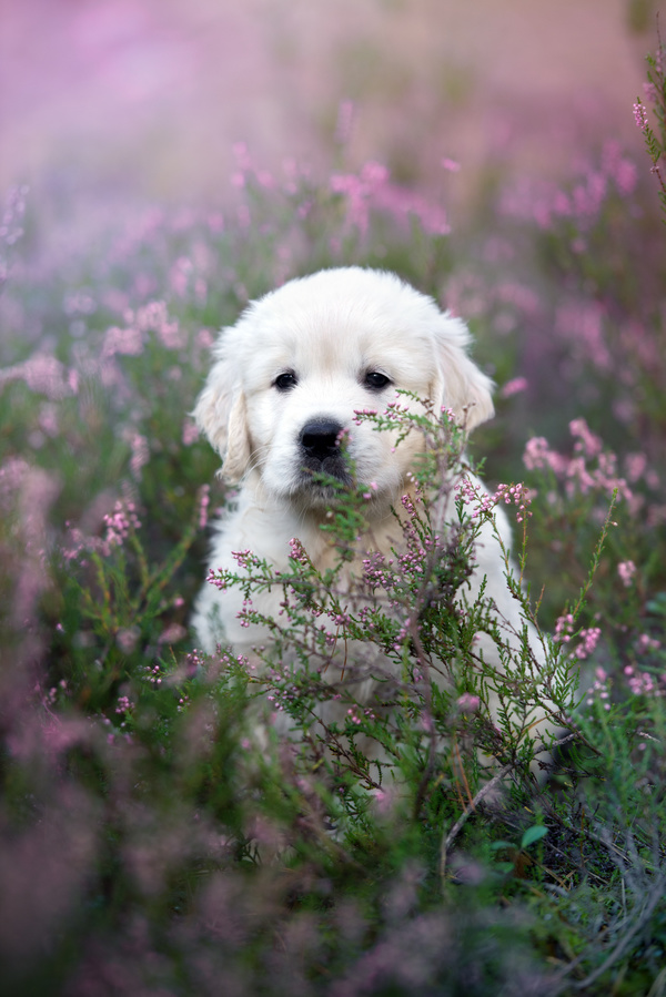 White dog in the flowers Stock Photo 07