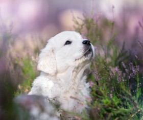 White dog in the flowers Stock Photo 08