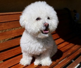 White tea cup Teddy dog Stock Photo