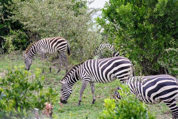 Wild african savannah zebra Stock Photo