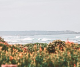 Wild flowers field on seaside Stock Photo