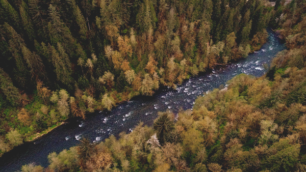 Wild fores and stream from high view Stock Photo