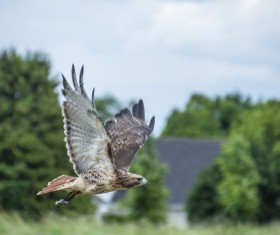 Wild hawk predation Stock Photo