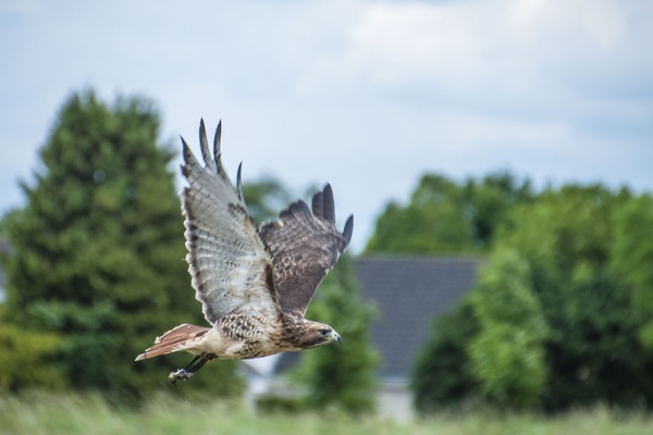 Wild hawk predation Stock Photo