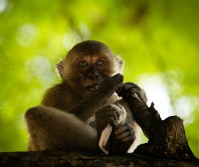 Wild little macaque Stock Photo