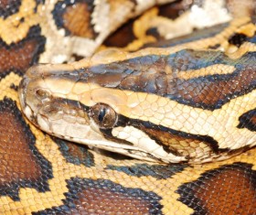 Wild snake Stock Photo 01