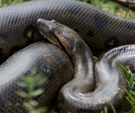 Wild snake Stock Photo 02