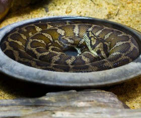 Wild snake Stock Photo 03