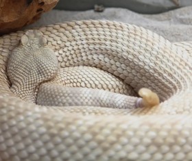 Wild snake Stock Photo 04