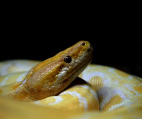 Wild snake Stock Photo 05