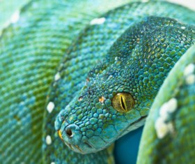 Wild snake Stock Photo 06