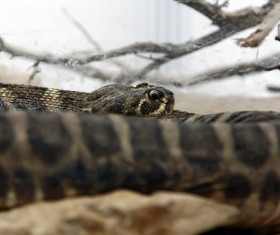 Wild snake Stock Photo 07