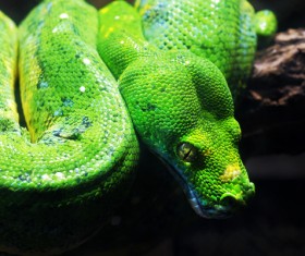 Wild snake Stock Photo 08