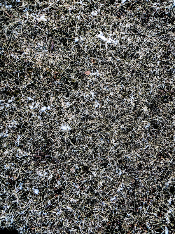 Winter Dead Grass Texture Stock Photo