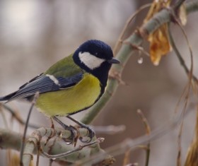 Yellow tit bird Stock Photo