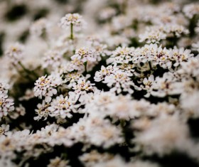 beautiful fresh blossom white flowers Stock Photo
