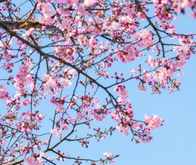 blooming cherry Stock Photo