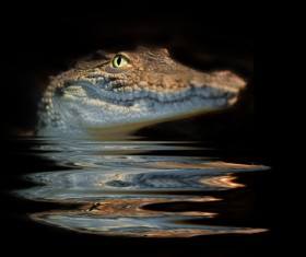 crocodile Stock Photo
