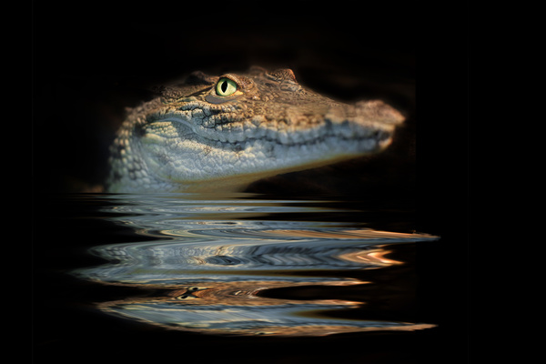 crocodile Stock Photo