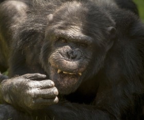 fiendish adult gorilla Stock Photo